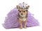 Princess dog with diadema and dress