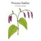 Princess-feather or kiss-me-over-the-garden-gate persicaria orientalis , medicinal plant