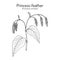 Princess-feather or kiss-me-over-the-garden-gate persicaria orientalis , medicinal plant