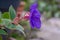 Princess-flower, Tibouchina urvilleana close-up flower side view