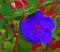 Princess Flower, Tibouchina urvilleana, Purple glory bush. Midveins, flowers.