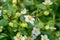 Princess White Exacum or Royal Dane White Exacum flowers