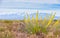 Princeâ€™s Plume Plant Stanleya pinnata With La Sal Mountain Range Mt. Peale Background