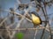 prinia small bird closeup yellow red eye