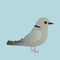Print  Eurasian collared dove illustration