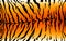 Print stripe animals jungle tiger fur texture pattern white orange yellow black