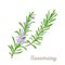 PrintBranch of blooming rosemary isolated on white background. Vector illustration of fragrant herbs, fragrant spices in cartoon s