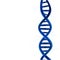 PrintDNA structural components Disappearance of the human body is blue, white background.