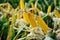 Printed yellow lot Corn cobs in the field