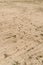 Prints of hooves of red deer in the sand leaving a trail of evidence that they were around