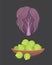 PrintSet vector Cabbage and Lettuce. Vegetable green broccoli, kohlrabi, other different cabbages.