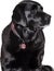 PrintVector Illustration of Black Labrador Retriever on White