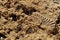 Priolo Gargallo â€“ Conchiglia fossile sulla scogliera