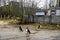 Pripyat sign near the checkpoint at the entrance to the ghost town of Prypiat in Chornobyl Exclusion Zone. December 2019