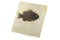 Priscacara fish fossil
