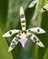 Prism-Shaped Seedpod Prosthechea