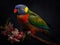 The Prismatic Brilliance of the Rainbow Lorikeet