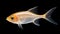 Pristella maxillaris Albino, Pristella tetra, X ray Tetra. AI Generative