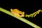 Pristimantis ridens frog from rainforest jungle