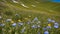 A pristine alpine meadow with wildflowers in full bloom and a clear blue sky