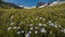 A pristine alpine meadow with wildflowers in full bloom and a clear blue sky