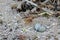 Pristine beach and eggs of a  little ringed plover Charadrius dubius