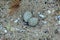 Pristine beach and eggs of a  little ringed plover Charadrius dubius