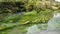 Pristine, clear and refreshing river stream in Waikato, New Zealand