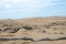 Pristine desert covered with Tillandsia plant