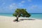 Pristine Divi Divi Tree in Aruba