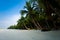 Pristine Empty Palm-Lined Beach