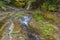 Pristine forest landscape panorama