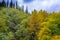 Pristine forest landscape panorama