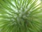 Pristine Resilience: Close-Up of Cactus Needle Nut in Nature