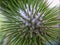 Pristine Resilience: Close-Up of Cactus Needle Nut in Nature