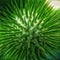 Pristine Resilience: Close-Up of Cactus Needle Nut in Nature