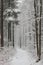 Pristine snow blankets a peaceful forest trail, with tall trees standing guard in silent watch.