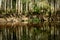 A pristine stand of native bald cypress trees reflect in the still waters of Fisheating Creek, near Palmdale, Florida