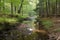 pristine stream running through forest, with runoff from nearby farm visible