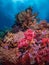 Pristine tropical coral reefs