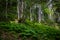 Pristine, untouched forest in the highlands, green hills.