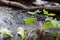 Pristine Water Stream Flowing and Water Plants in Autumn