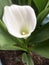Pristine white calla lilly