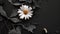 a pristine white flower, such as a daisy, delicately adorned with ash against a dark background, evoking a sense of