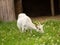 A pristine white goat, contrasting beautifully against the verdant meadow, nibbles contentedly,