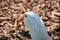 Pristine white goose with a vibrant orange beak stands atop a bed of dry autumn leaves