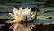 Pristine white water lily is floating amongst lily pads in a tranquil pond. AI-generated.