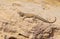 Pristurus rupestris , Persian Rock Gecko or Blanford`s Semaphore Gecko