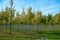 Privat garden, parks tree nursery in Netherlands, specialise in