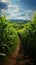 Private farms expanse, orderly rows of young corn showcase lush green growth